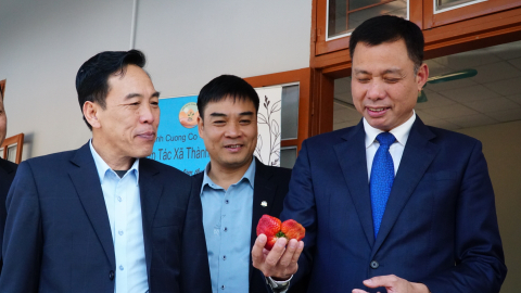 Dâu tây Sơn La 'cất cánh' cùng Vietnam Airlines