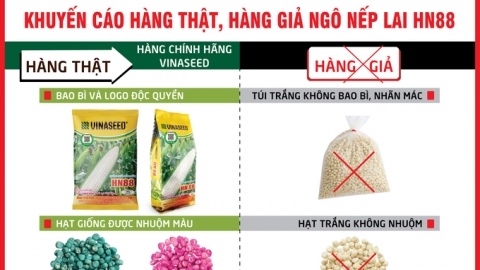 Vinaseed khuyến cáo về ngô nếp lai HN88 thật và giả