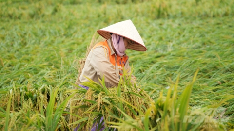 Các biện pháp giảm thiểu thiệt hại cho cây trồng sau bão số 3