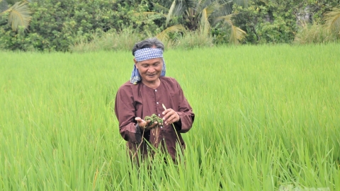 Thả bèo hoa dâu, trồng lúa không tốn một đồng phân bón