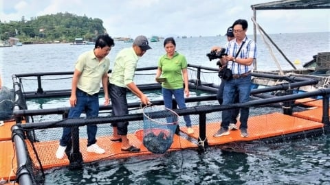 Nuôi cá biển bằng lồng nhựa HDPE thu lợi nhuận hàng trăm triệu đồng