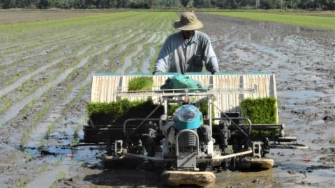 Kiên Giang tăng thêm 11 nghìn ha lúa thu đông so với kế hoạch