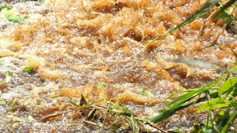 Không lấy nước xả từ Vườn quốc gia U Minh Thượng cho sản xuất nông nghiệp, thủy sản