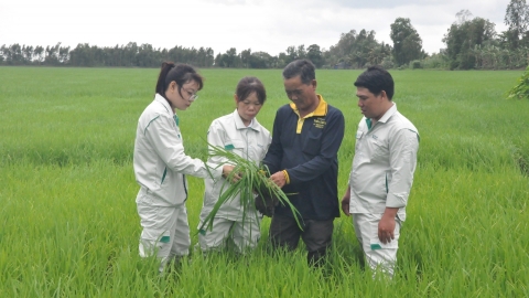 Nông nghiệp Kiên Giang thắng lợi toàn diện, sản lượng lúa đạt cao chưa từng có