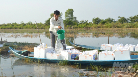 Tích cực lấy nước và thả giống nuôi tôm nước lợ