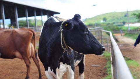 Chăn nuôi bò sữa gắn với liên kết tiêu thụ