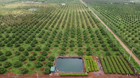 'Hữu cơ hóa' những vườn sầu riêng Đắk Lắk