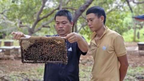 Nuôi ong ở Ia Krái