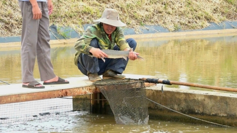 Công nghệ 'sông trong ao' giúp nuôi cá tầm giảm phụ thuộc nước đầu nguồn