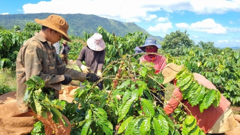 Bội thu cà phê nhờ canh tác bền vững