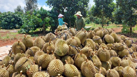 Sử dụng phân bón hữu cơ hướng đến sản xuất sầu riêng bền vững