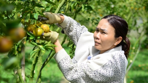 Khách du lịch đổ về khám phá vườn quýt trĩu quả ở Lâm Đồng