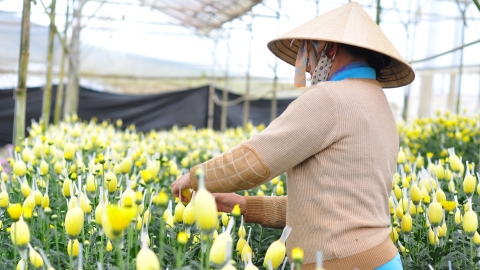 Đà Lạt: Nhiều loại hoa giảm giá mạnh ngày cận Tết