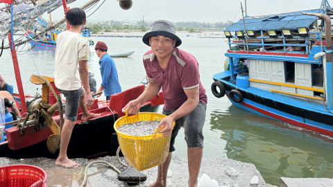 Ngư dân Quảng Ngãi trúng vụ cá cơm những ngày cuối năm