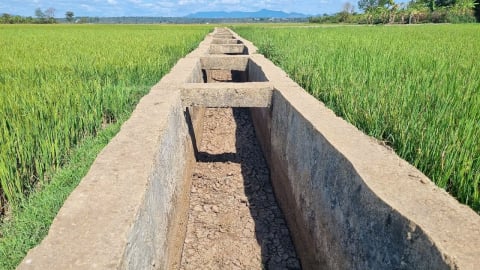 Hàng trăm ha lúa ở Đăk Đoa nguy cơ mất trắng vì khô hạn