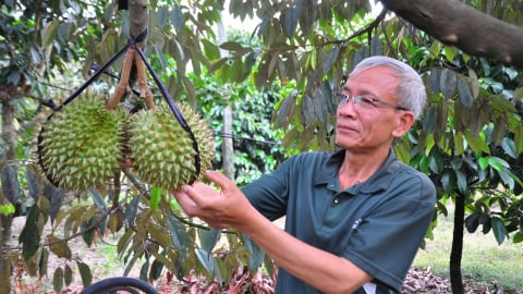 Kiểm soát chặt dư lượng kim loại nặng và chất vàng O