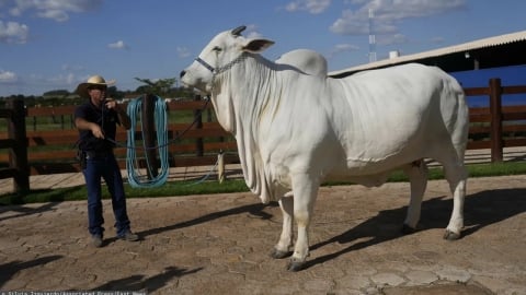 Siêu bò đắt nhất thế giới giá 101 tỷ đồng