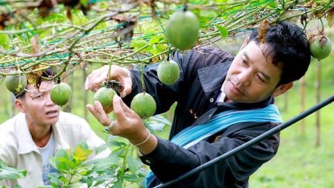 Tầm nhìn phát triển toàn diện chuỗi giá trị chanh dây tại Thái Lan