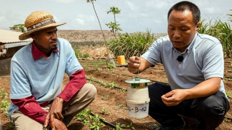 Hợp tác Nam - Nam hỗ trợ nông dân Cabo Verde phục hồi sức khỏe đất