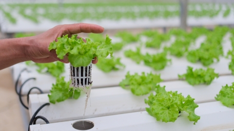 Soilless vegetable production technology opens new opportunities for Moc Chau