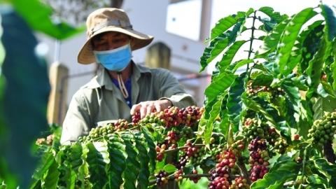 EUDR trì hoãn, Việt Nam không chờ đợi: Kiên định với kế hoạch phát triển xanh