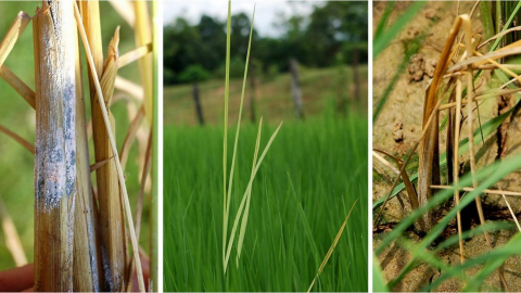 'Chẩn đoán' các bệnh trên cây trồng do nấm Fusarium và tuyến trùng