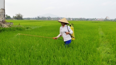 Rầy nâu, rầy lưng trắng tiếp tục hại lúa hè thu nếu phòng trừ kém