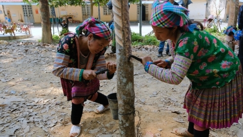 Dạy nghề khai thác 'vàng trắng' ở rẻo cao