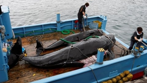 Săn cá voi ở Nhật Bản vì sao không giảm
