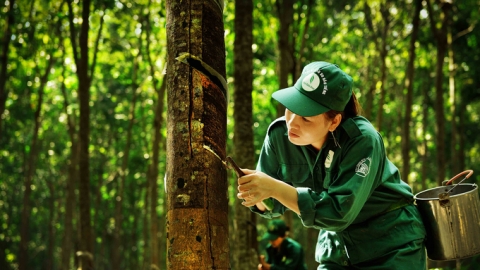 60% diện tích cao su đạt chứng nhận quản lý rừng bền vững đến 2030