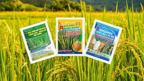 Phân bón lúa Bio Việt Nam - người bạn của bà con nông dân