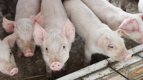 Giá heo hơi hôm nay 4/7/2024: Lạng Sơn khó kiểm soát dịch tả lợn