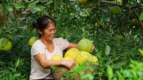 Hàn Quốc chính thức cấp phép nhập khẩu bưởi Việt Nam