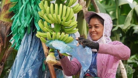 Nông nghiệp ở Unifarm: [Bài 1] Từ vùng đất nghèo đến mô hình nông nghiệp hiện đại