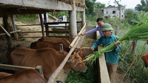 Làn sóng chăn nuôi tập trung ở vùng cao