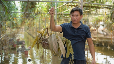 Mất 855 tỷ nhưng không có chính sách hỗ trợ làng hoa Văn Giang: [Bài 2] Lũ cuốn cả cơ nghiệp