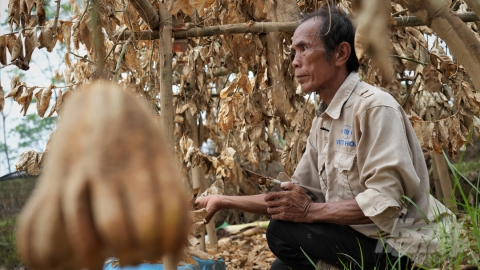 Nông dân xã Đắc Sở cấp cứu vườn phật thủ đang ‘ngắc ngoải’