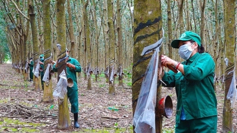 Giá cao su hôm nay 30/9/2024: Thị trường đứng yên