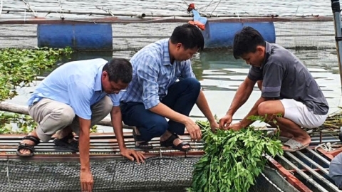 Thái Nguyên: Hệ thống ao hồ nuôi thủy sản khôi phục an toàn sau mưa lũ