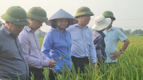 ‘Nhà khoa học của nhà nông’ vinh danh Thạc sĩ Võ Thị Nhung