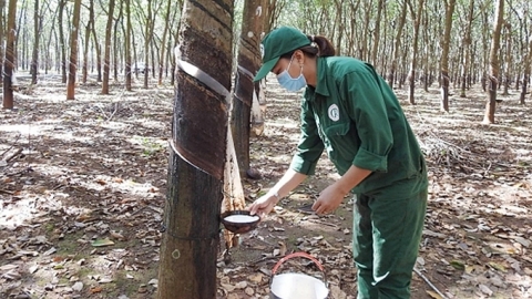 Giá cao su hôm nay 13/10/2024: Tuần này tiếp tục tăng