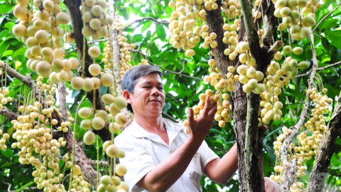 Can Tho develops many specialty fruit trees for export