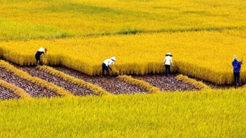 State Bank directs commercial banks to share loan resources for one million hectare project