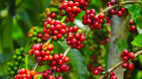 Giá cà phê hôm nay 18/10/2024: Robusta tiếp tục lao dốc