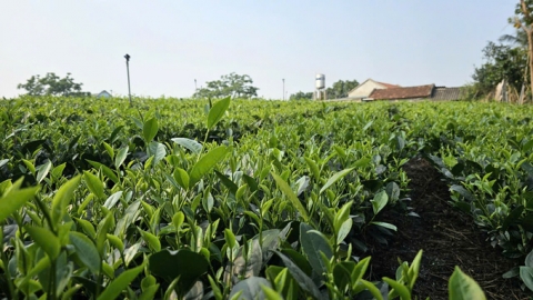 Launch of new tea varieties and sustainable tea cultivation solutions