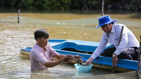 Cuộc sống khấm khá nhờ rừng ngập mặn