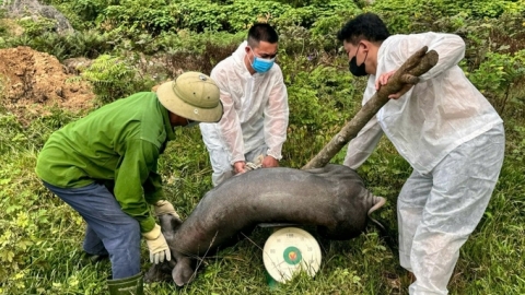 Dịch tả lợn Châu Phi bùng phát, Nghệ An cẩn trọng đặc biệt