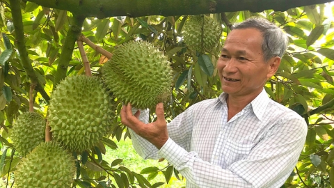 Hiệp Đức chuyên canh sầu riêng, thu nhập bình quân trên 80 triệu đồng/người