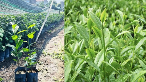 The importance of tea varieties for the Vietnamese tea industry