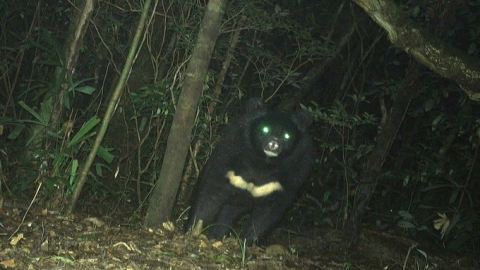 Asian black bear discovered in the wild